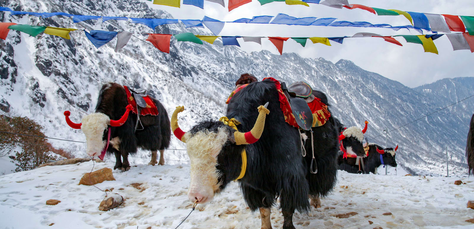 Changu Lake also known as Tsomgo Lake famous for Frozen Lake & Yak Ride